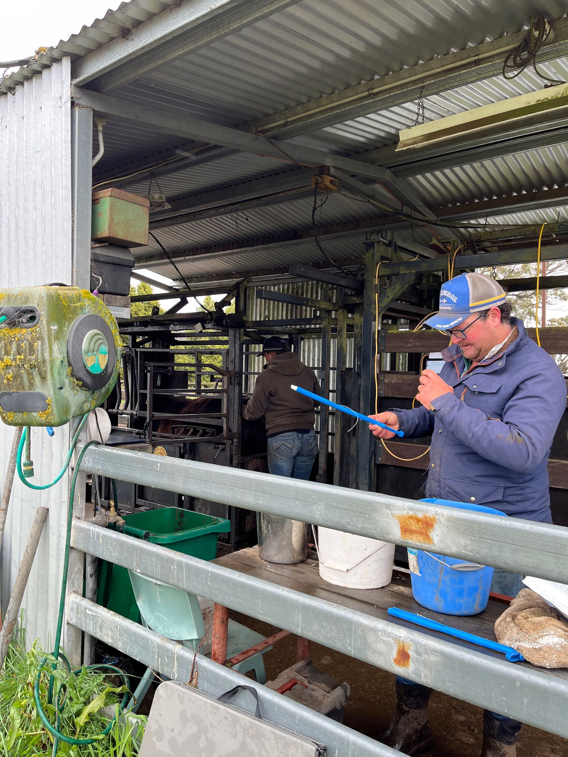 Bald Blair Angus Stud. Bull Sale Tuesday 5th August 2025.