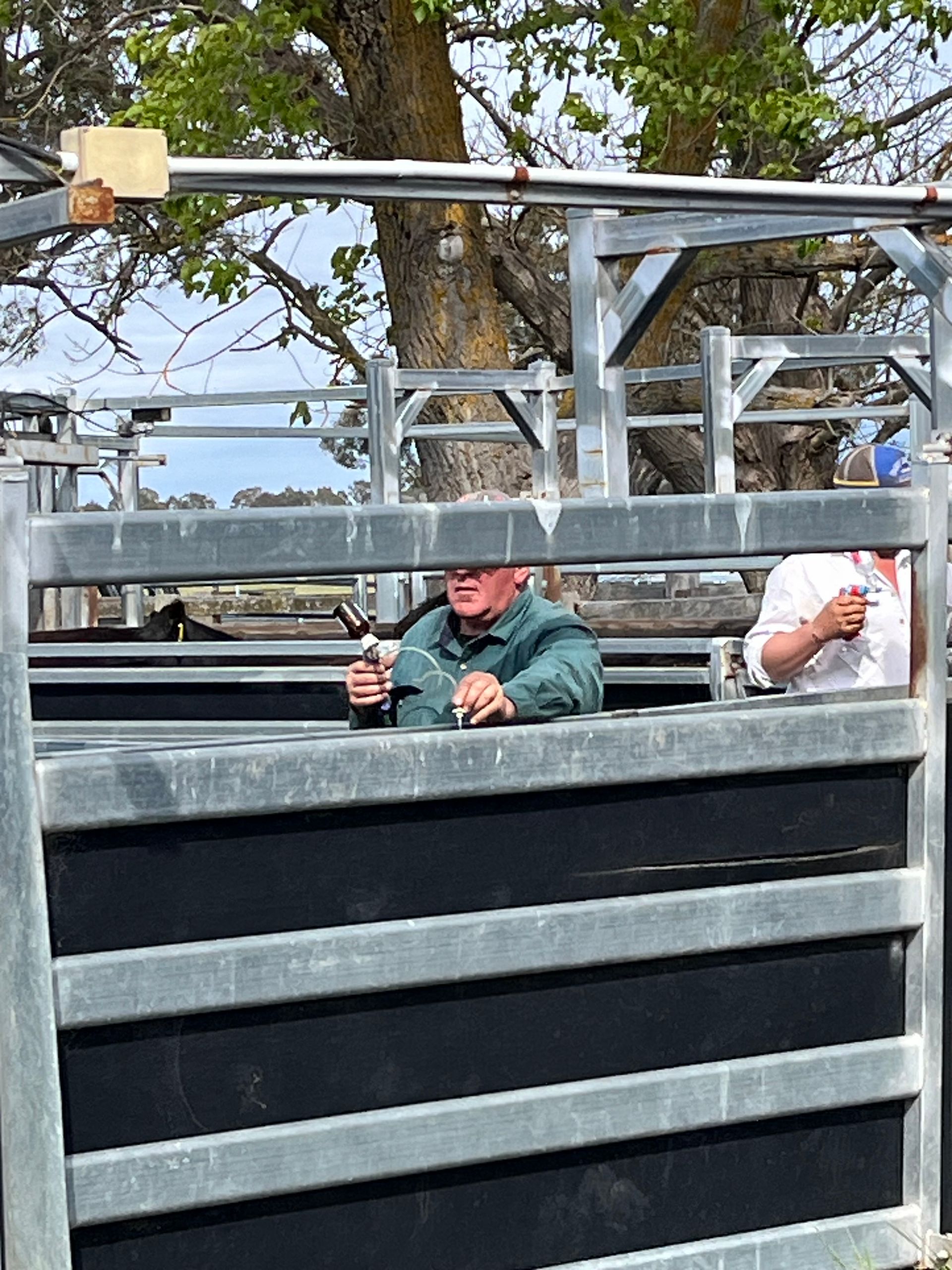 Bald Blair Angus Stud. Bull Sale Tuesday 5th August 2025.