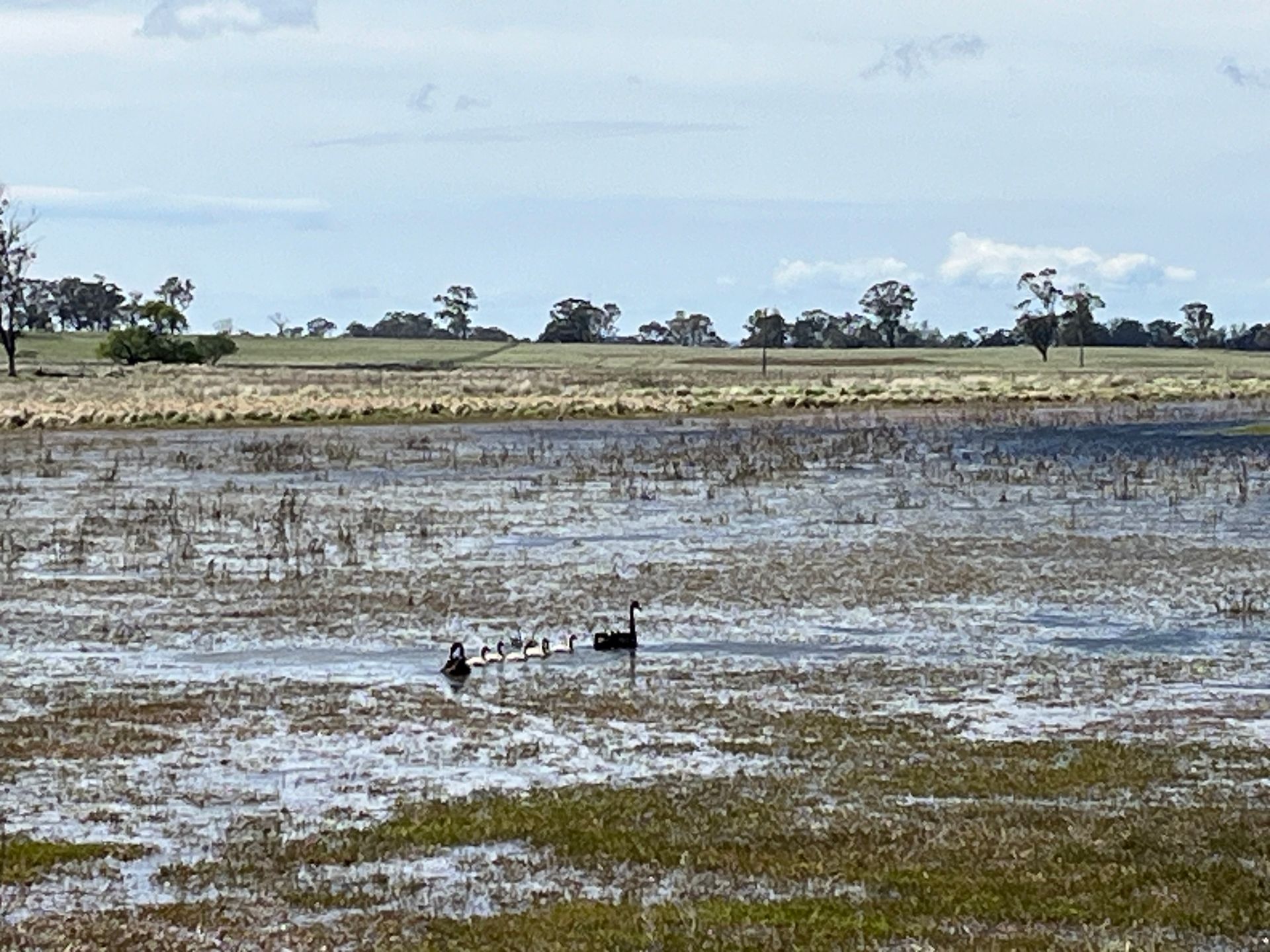 Bald Blair Angus Stud. Bull Sale Tuesday 5th August 2025.