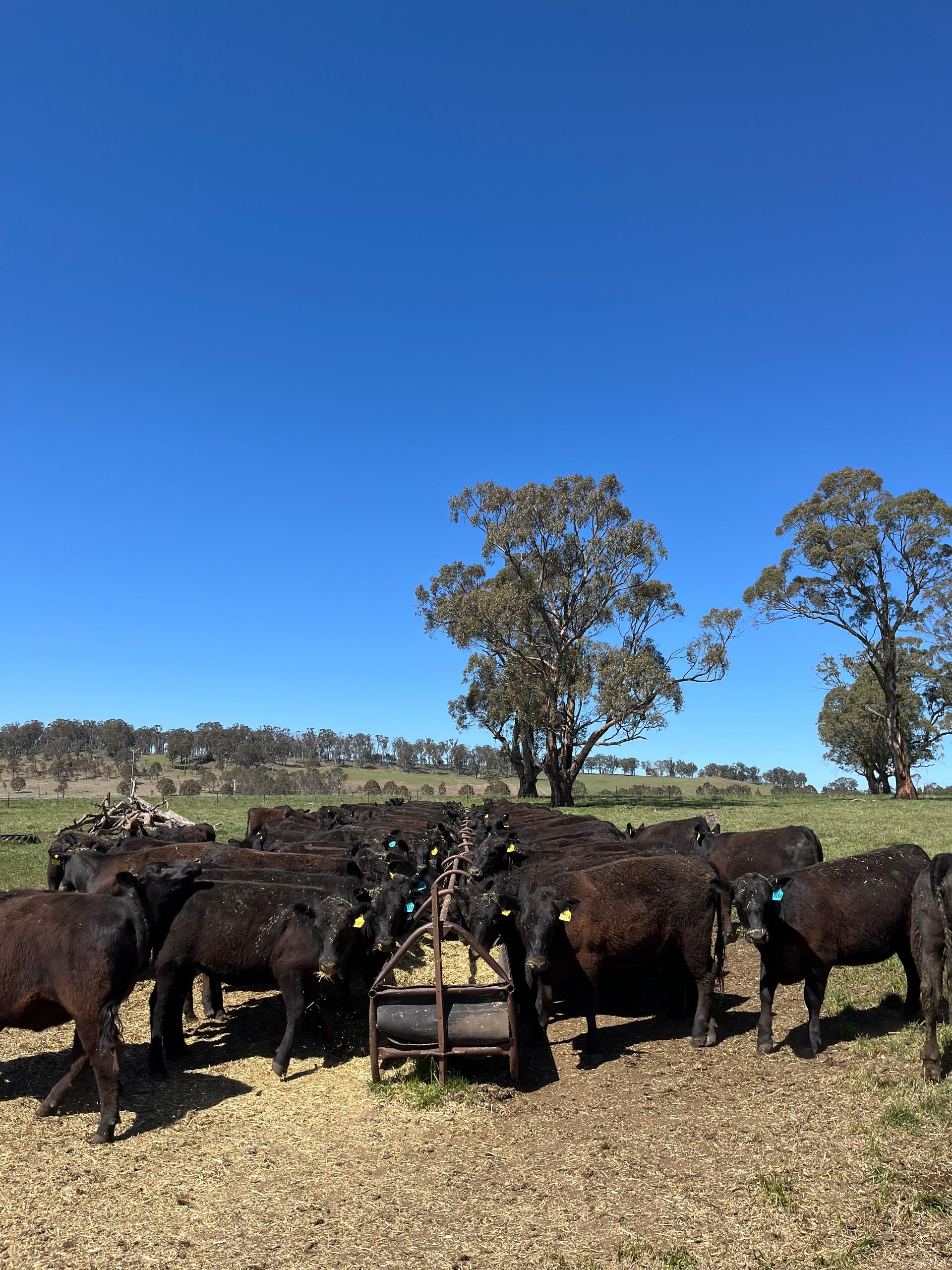 Bald Blair Angus Stud. Bull Sale Tuesday 5th August 2025.