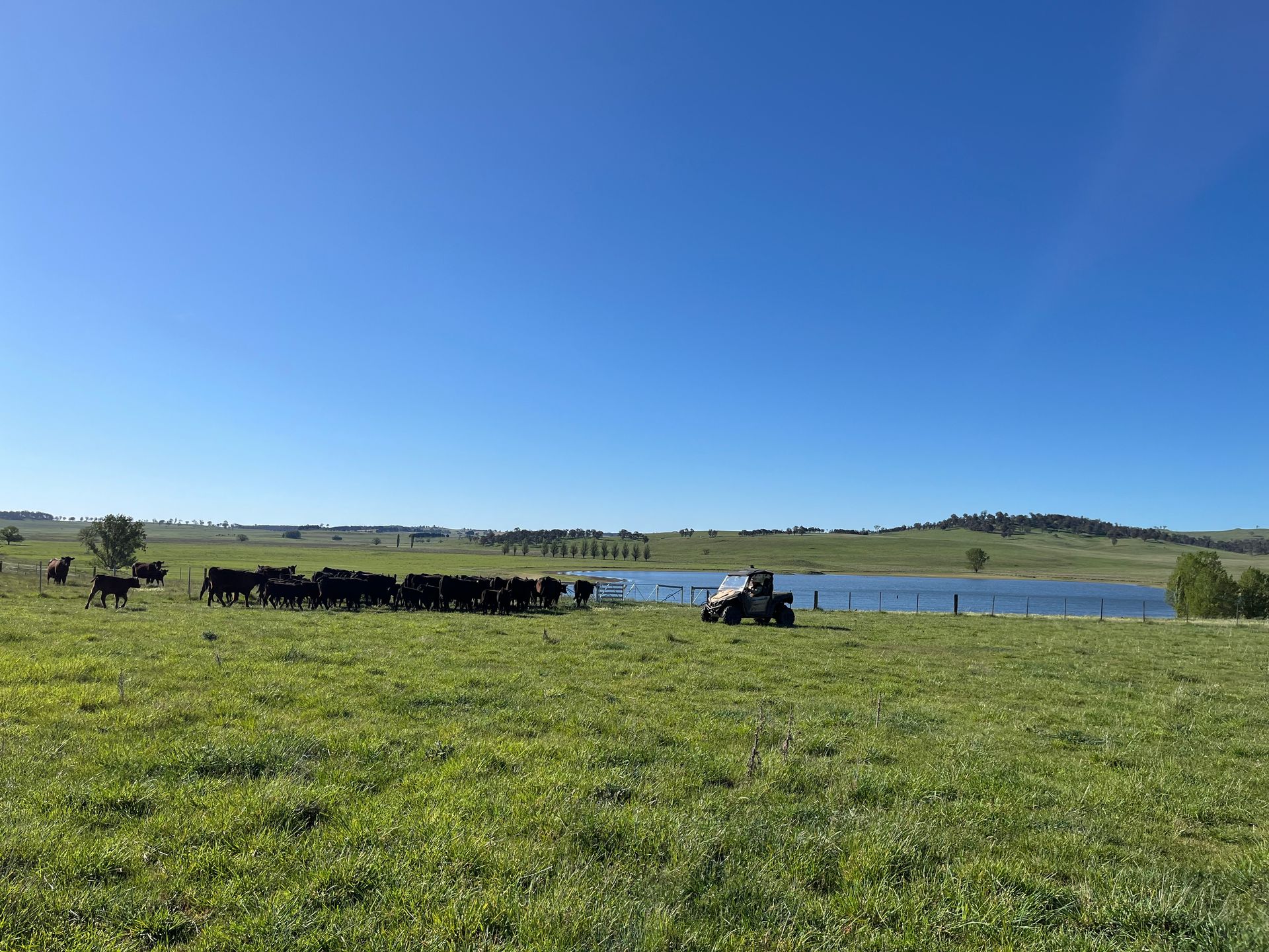 Bald Blair Angus Stud. Bull Sale Tuesday 5th August 2025.