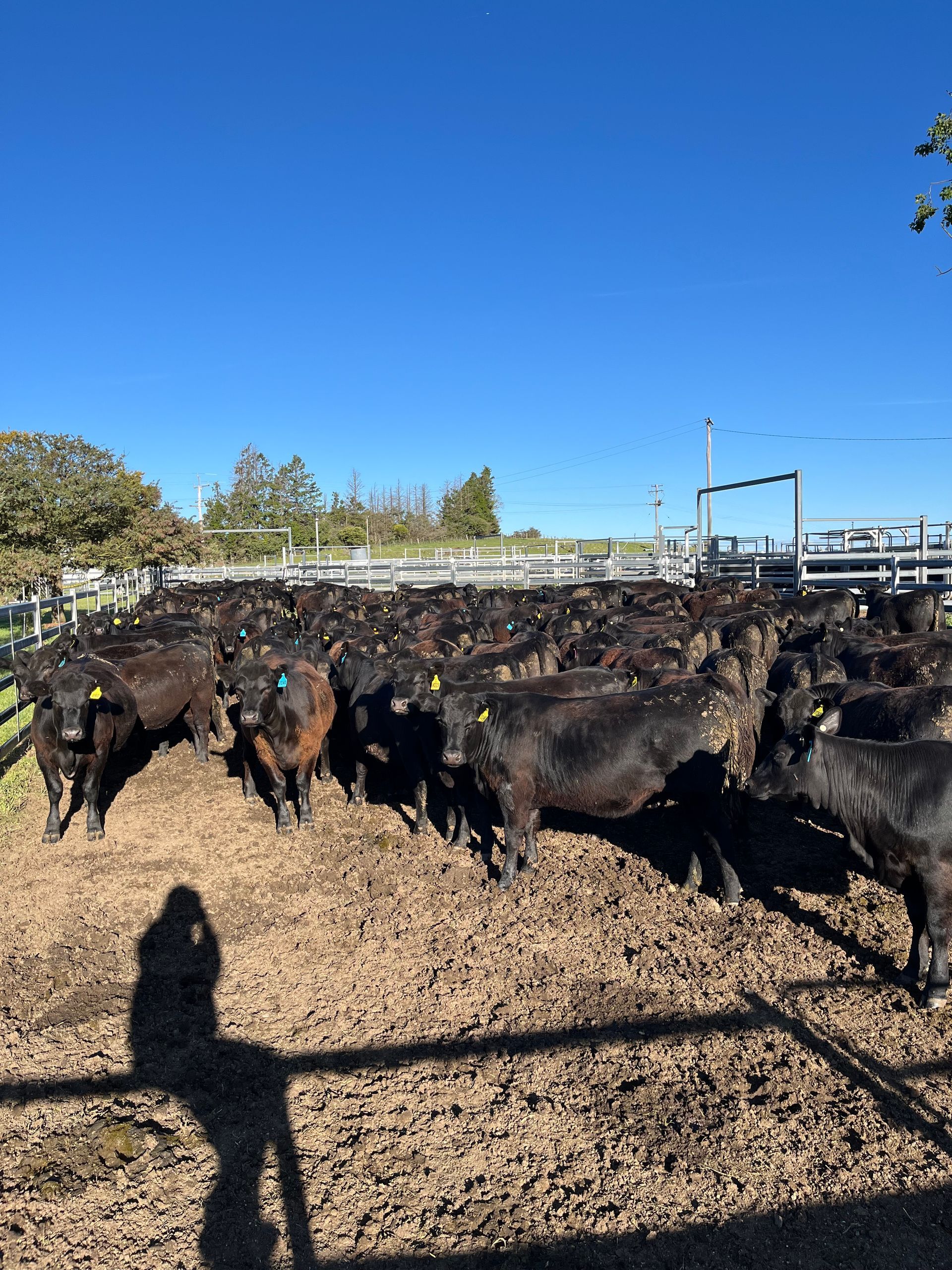 Bald Blair Angus Stud. Bull Sale Tuesday 5th August 2025.