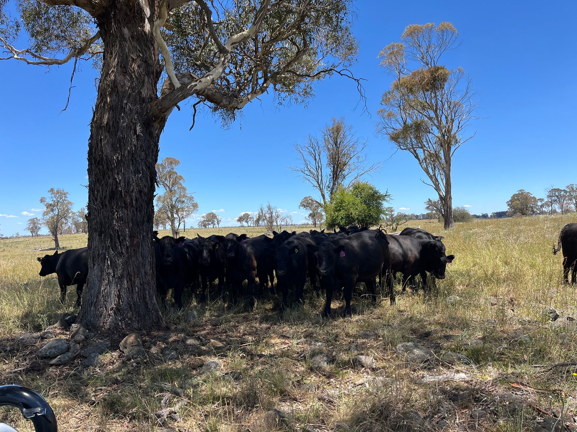 Bald Blair Angus Stud: Bull Sale Tuesday 5th August 2025