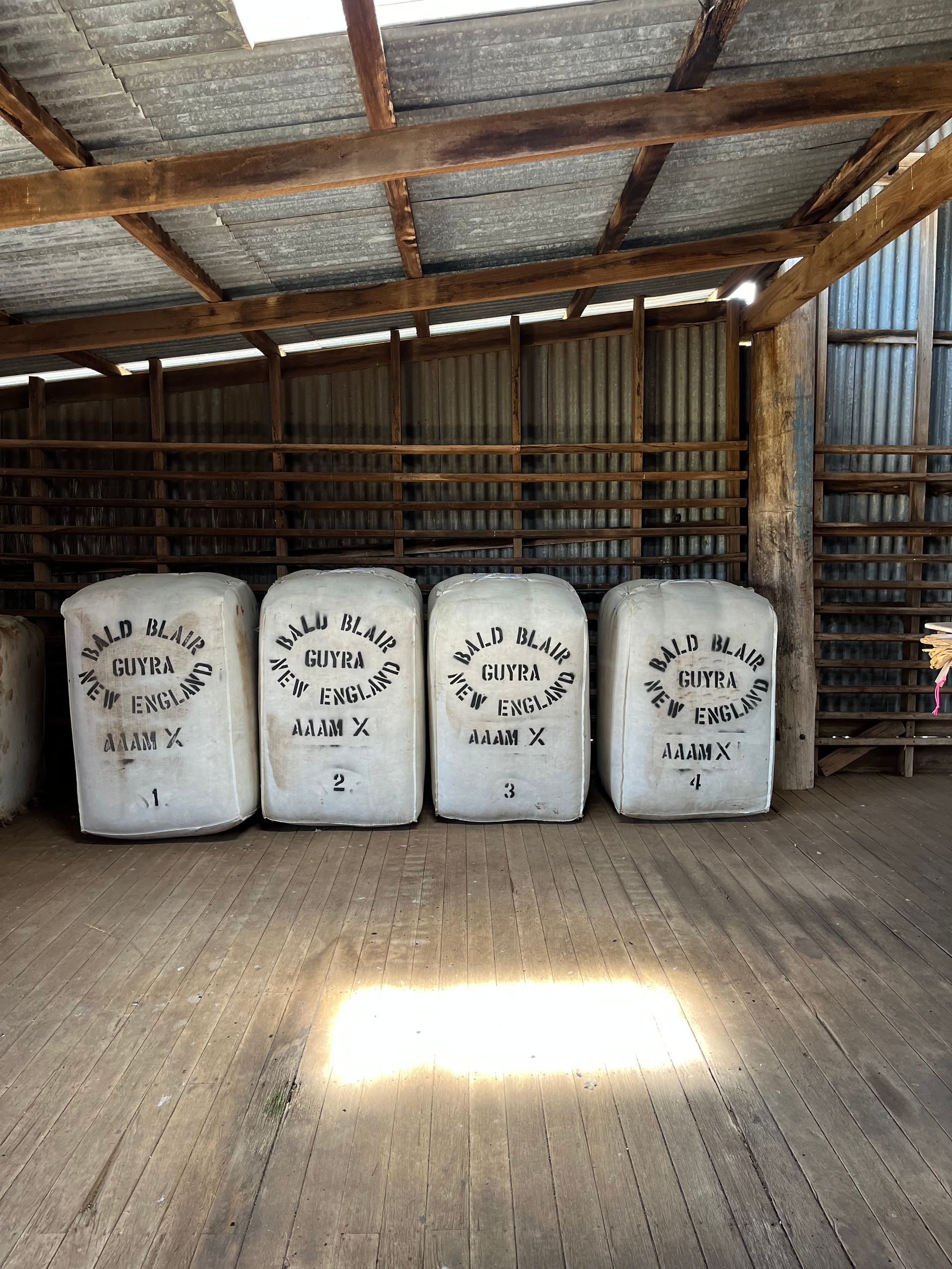 Bald Blair Angus wool