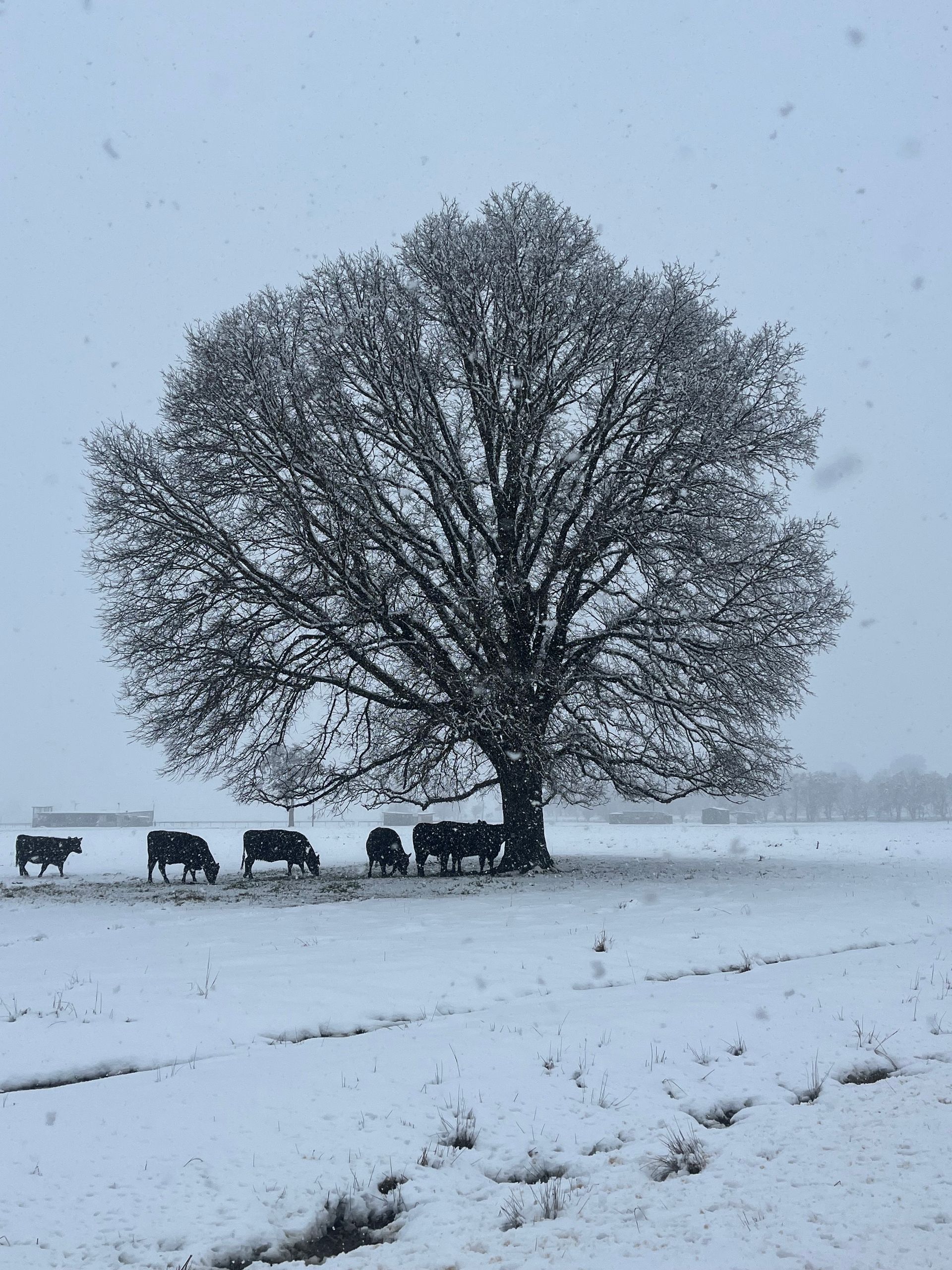 Guyra snow at Bald Blair August 2025