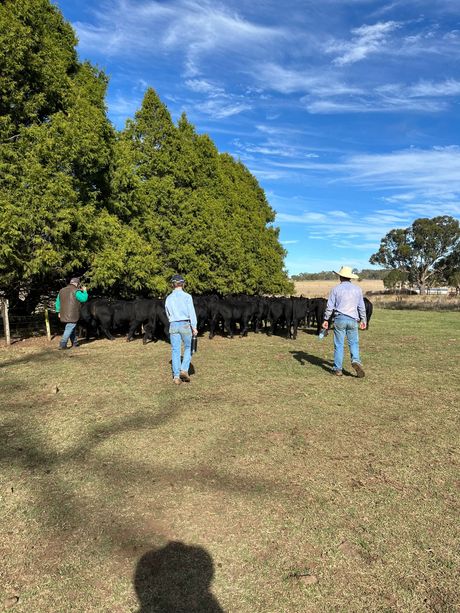 Bald Blair Angus Stud: Bull Sale Tuesday 5th August 2025