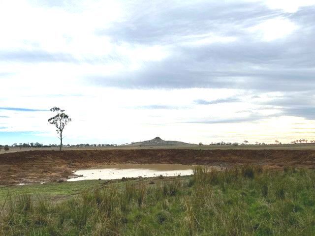 Bald Blair Angus Stud. Bull Sale Tuesday 5th August 2025.