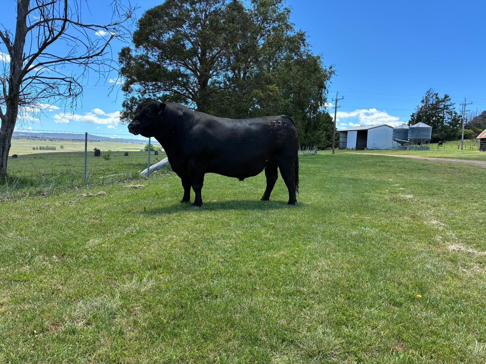 BALD BLAIR PATRIARCH T23 PV