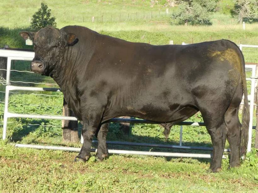 Bald Blair Angus