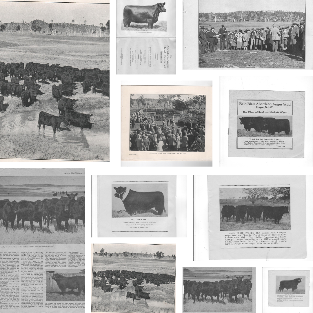 Bald Blair Angus Stud: Bull Sale Tuesday 5th August 2025