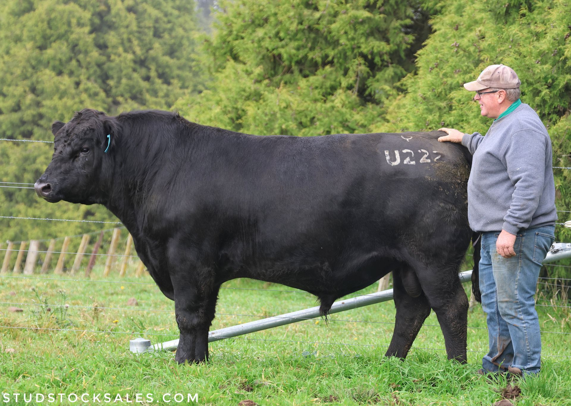 The June Boundary Rider’s Report shares updates on bull sale 5 Aug & Open Day 23 July