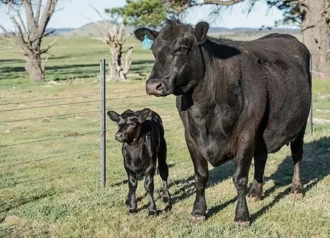 Bald Blair Angus