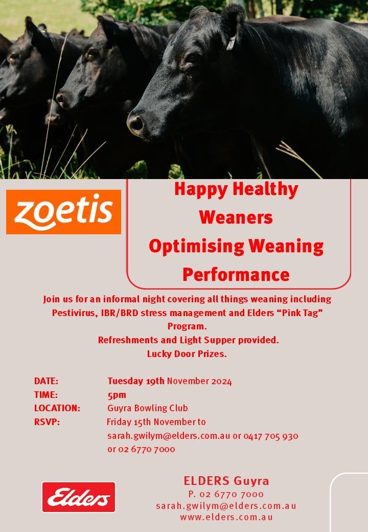Bald Blair Angus Stud. Bull Sale Tuesday 5th August 2025.
