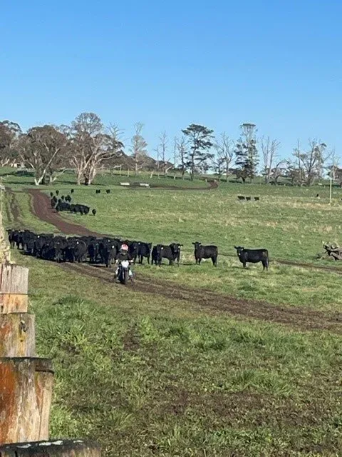 Bald Blair Angus