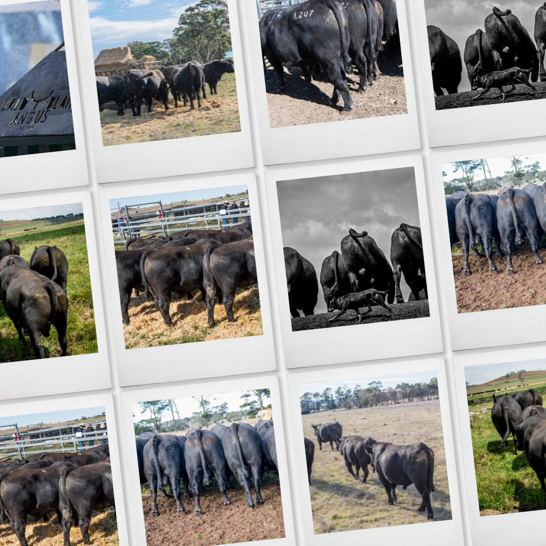 Bald Blair Angus Stud: Bull Sale Tuesday 5th August 2025
