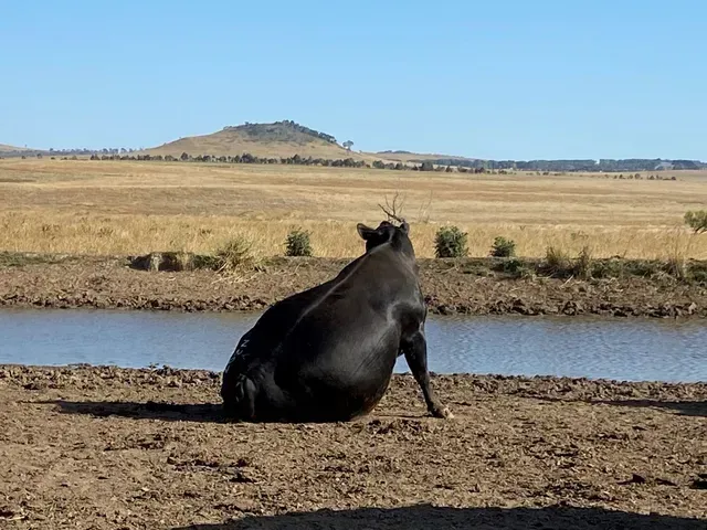 Bald Blair Angus Stud. Bull Sale Tuesday 5th August 2025.
