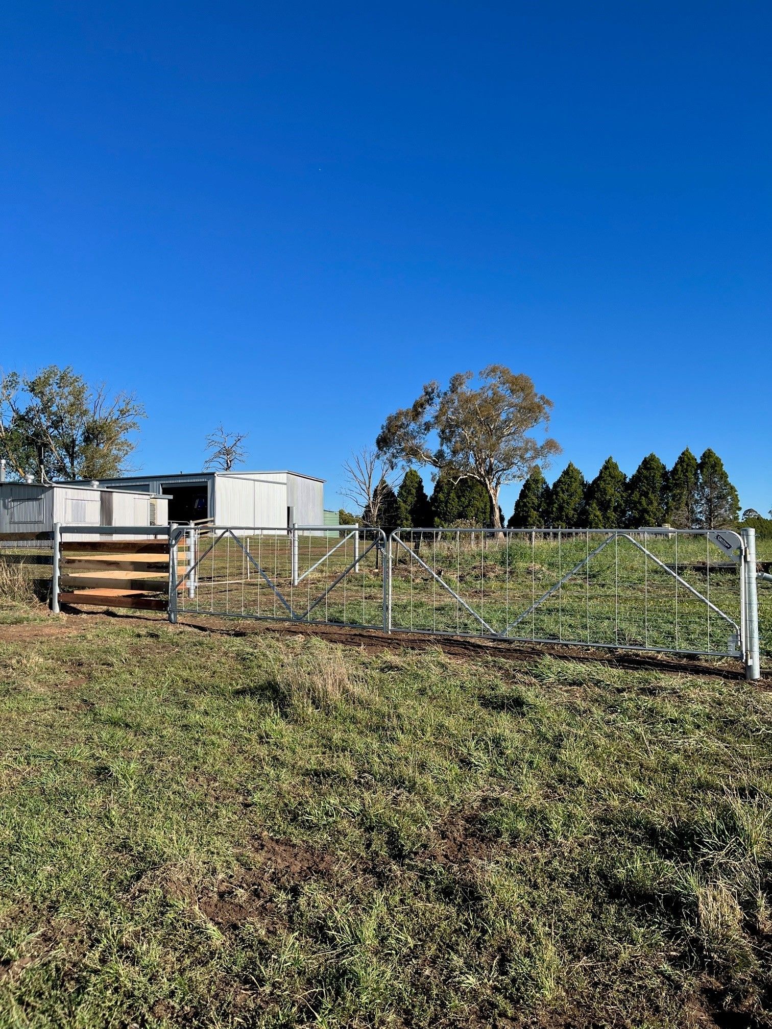 Bald Blair Angus Stud. Bull Sale Tuesday 5th August 2025.