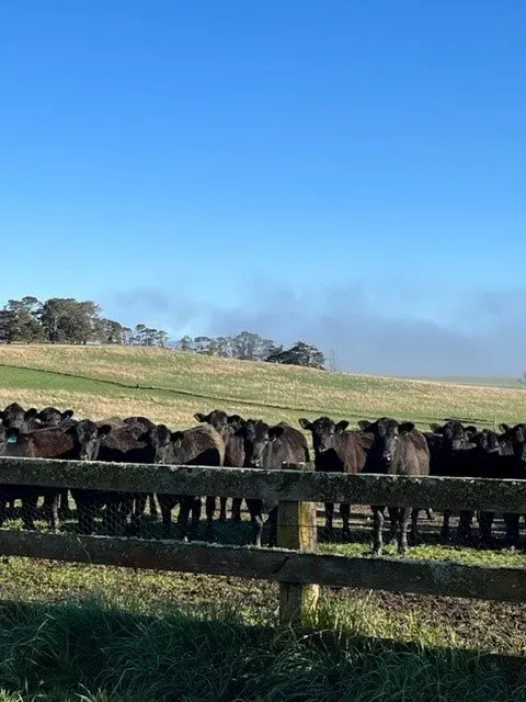 Bald Blair Angus