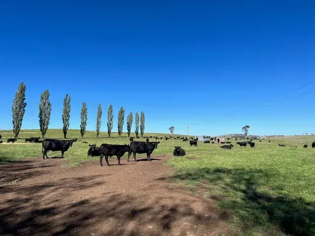 Bald Blair Angus Stud: Bull Sale Tuesday 5th August 2025