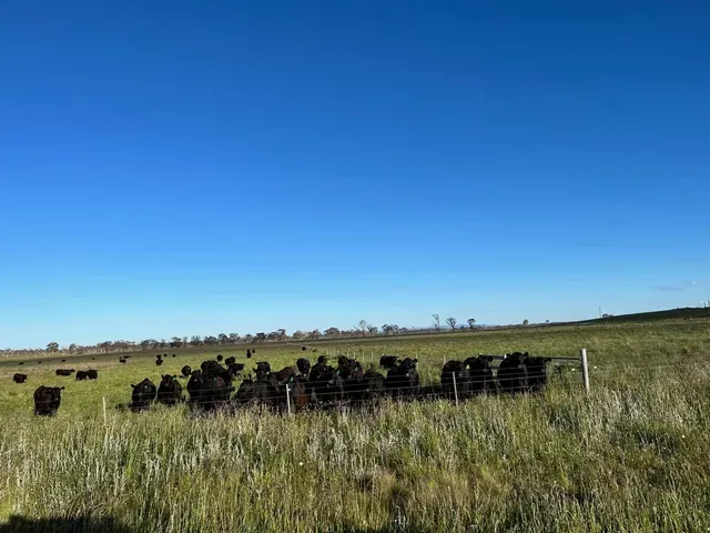 Bald Blair Angus Stud: Bull Sale Tuesday 5th August 2025