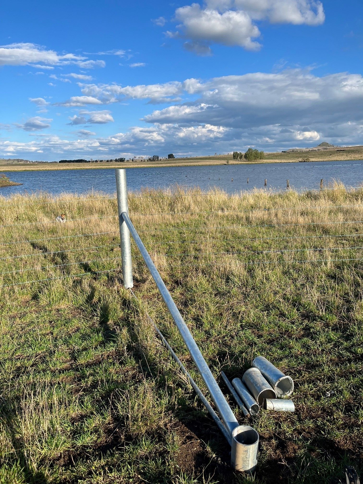 Bald Blair Angus Stud. Bull Sale Tuesday 5th August 2025.