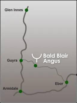 Bald Blair Angus