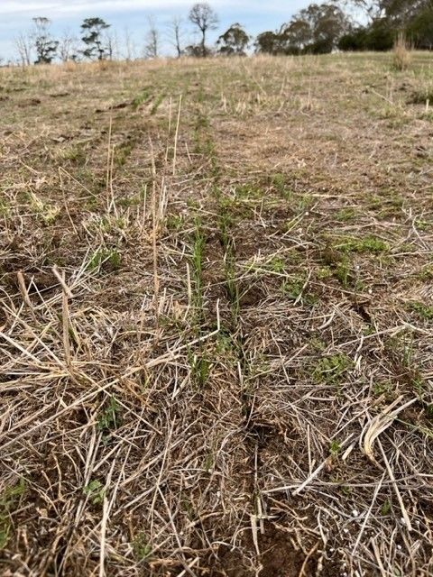 Bald Blair Angus Stud. Bull Sale Tuesday 5th August 2025.
