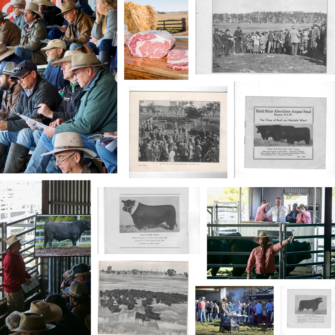 Bald Blair Angus Stud: Bull Sale Tuesday 5th August 2025