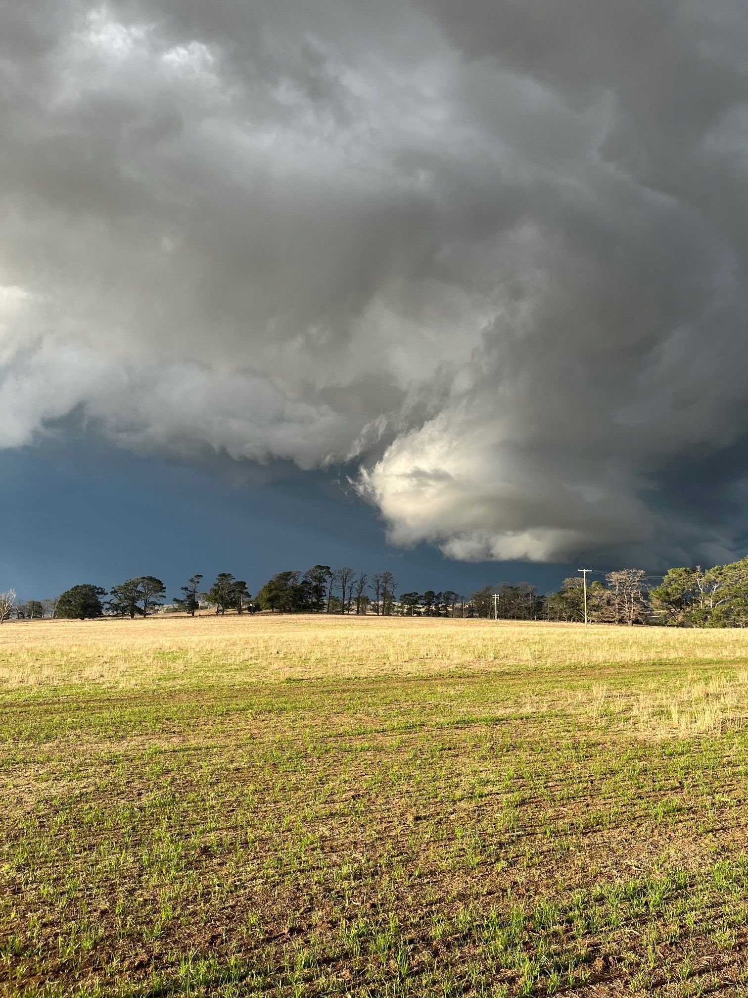 Bald Blair Angus Stud. Bull Sale Tuesday 5th August 2025.