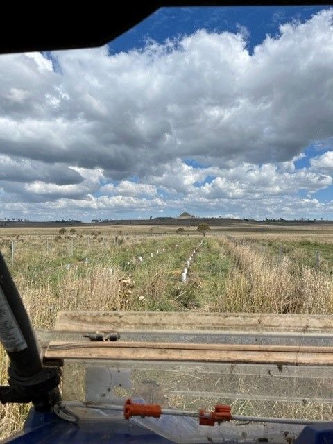 Bald Blair Angus Stud. Bull Sale Tuesday 5th August 2025.