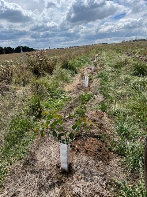 Bald Blair Angus Stud. Bull Sale Tuesday 5th August 2025.