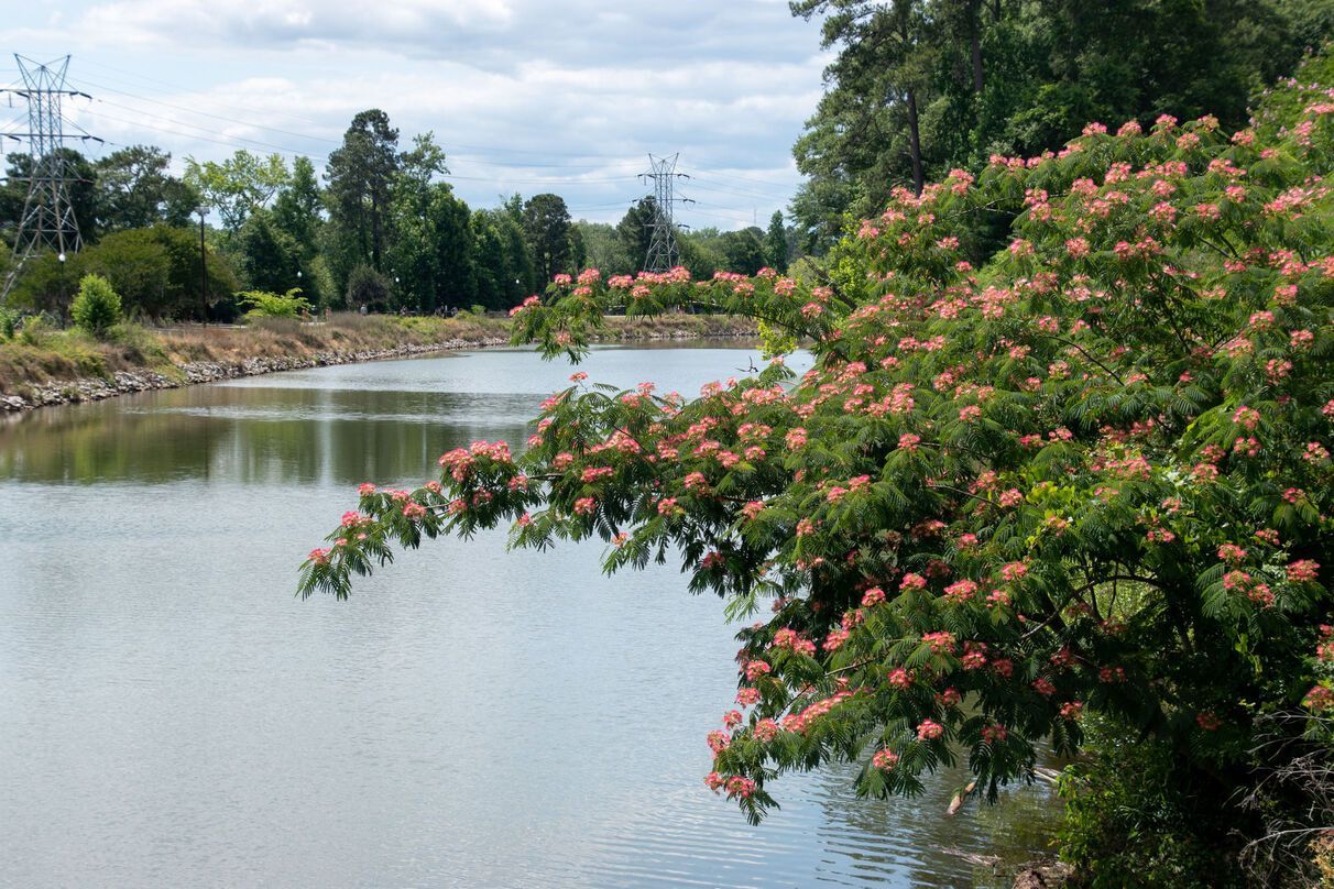 A tree with pink flowers is standing next to a body of water.