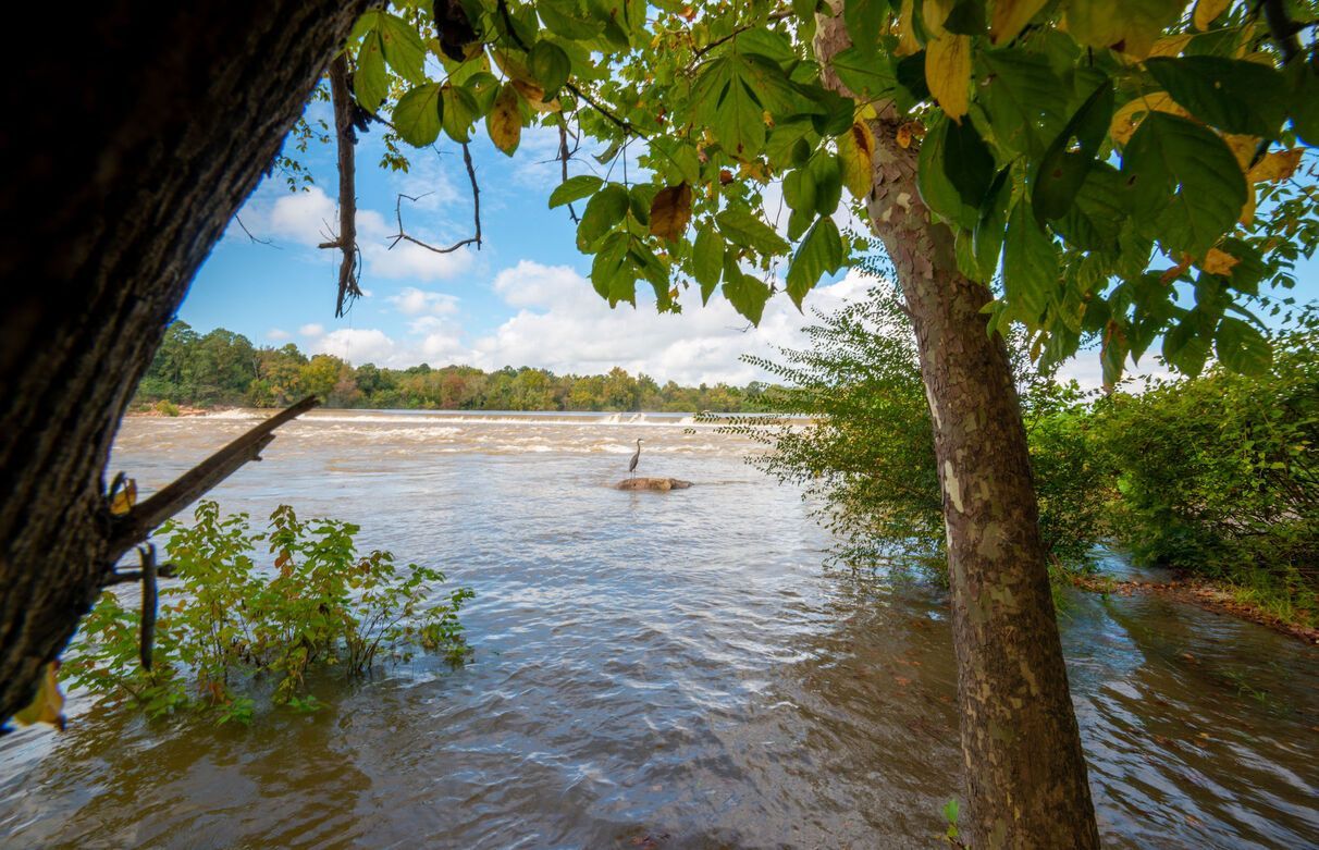 A tree is hanging over a flooded river.