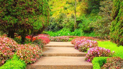 Flowers surrounding a walkway