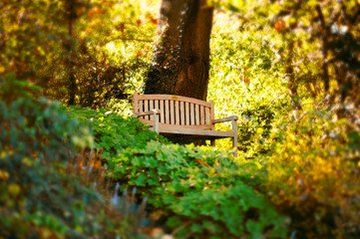 bench in the forest