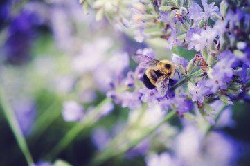 Keeping your backyard pollinator friendly