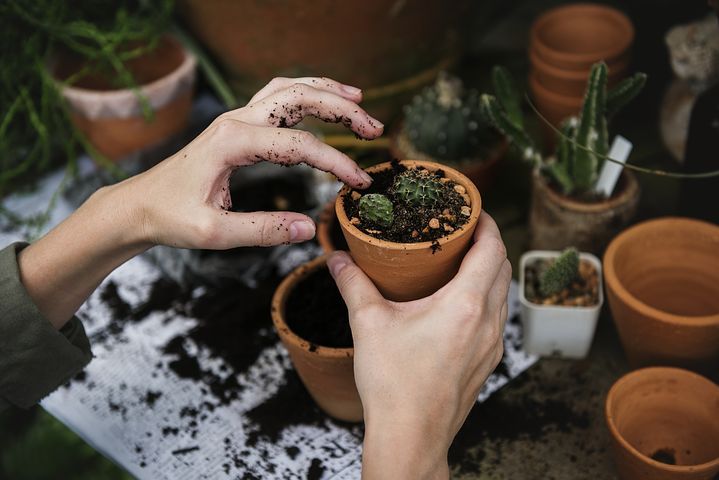 potted plant