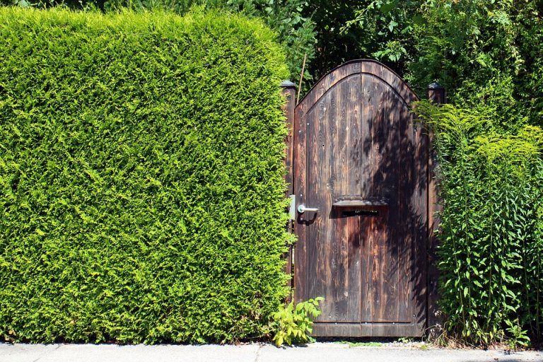 Green plant fence