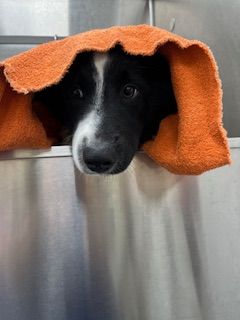 Outside The Clinic With Trees And Lawn — Snellville, GA — Brookwood Animal Hospital