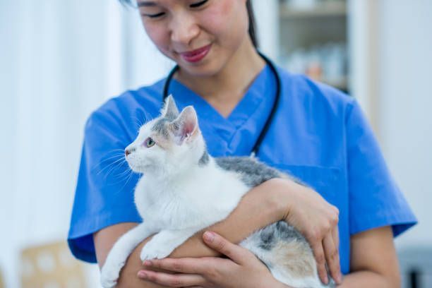 A female veterinarian is holding a kitten in her arms.