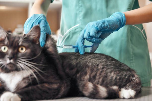 A cat is getting an injection from a veterinarian.