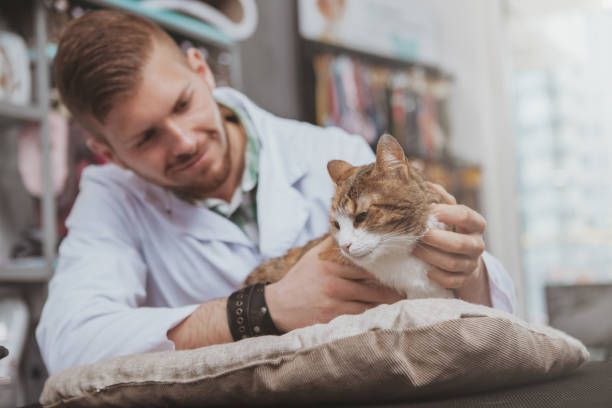 A veterinarian is examining a cat in a veterinary clinic.