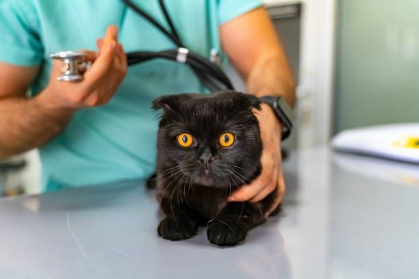 A veterinarian is examining a black cat with a stethoscope.