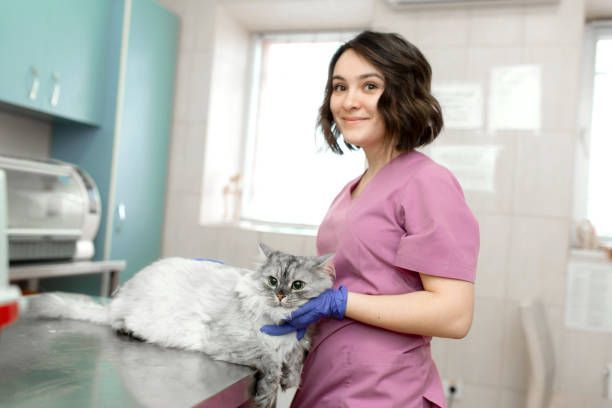 A female veterinarian is holding a cat in a veterinary clinic.