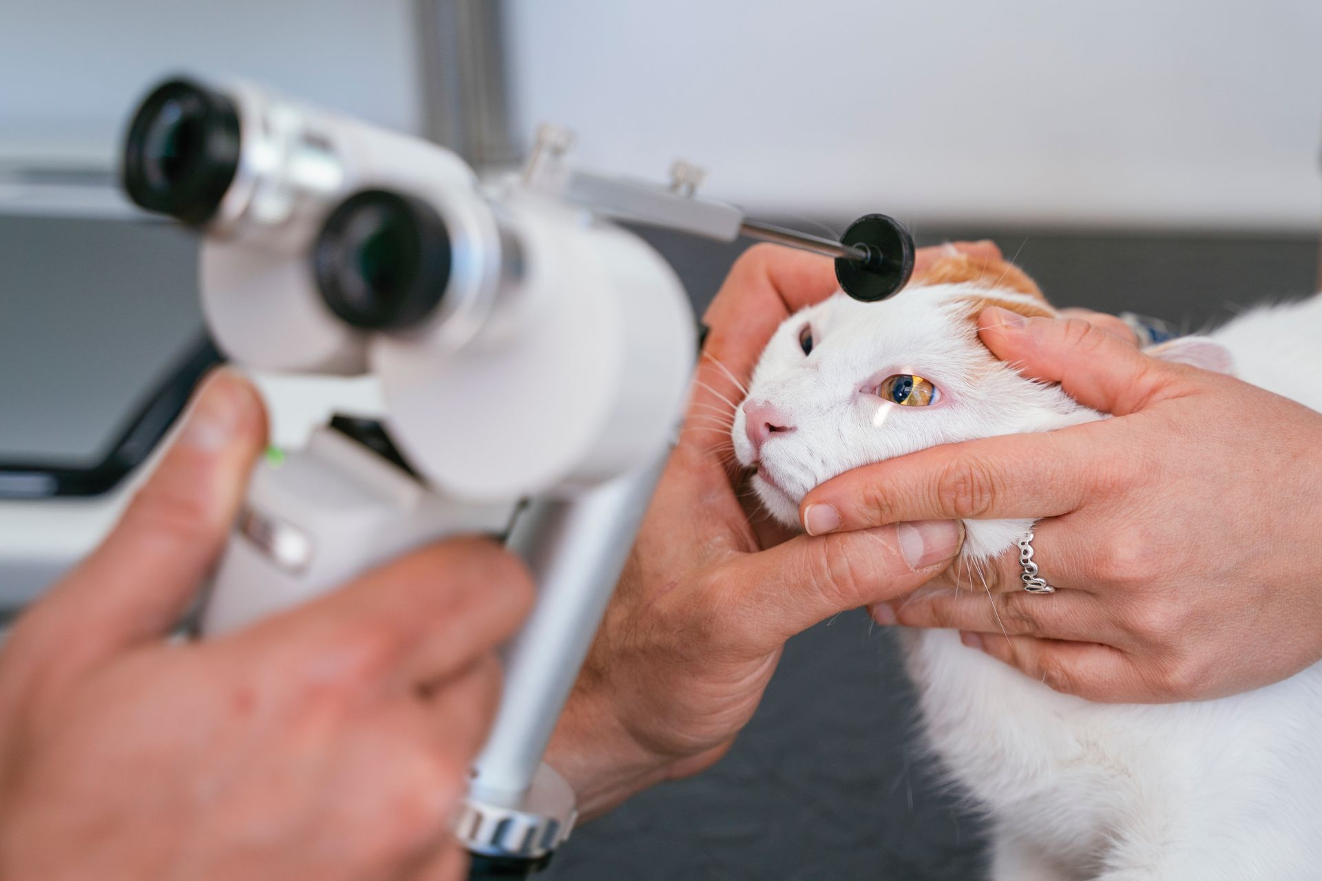 A person is examining a white cat 's eyes under a microscope.