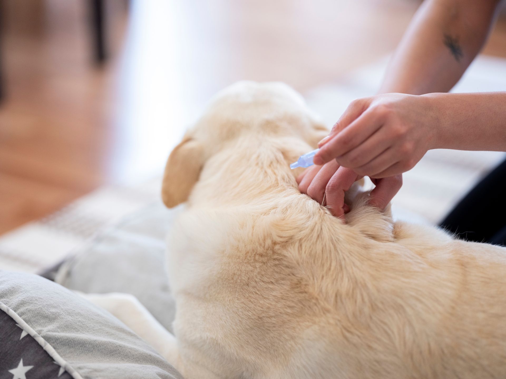 A person is applying a flea collar to a dog.