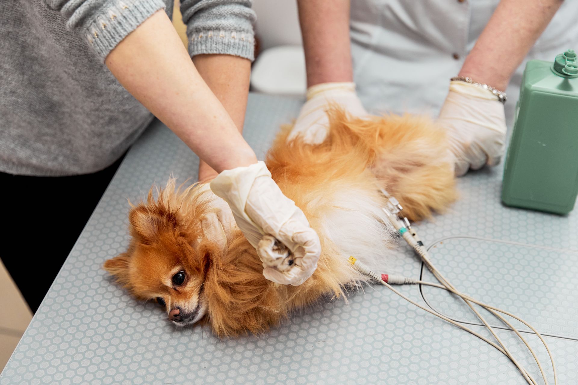 A pomeranian dog is laying on a table being examined by a veterinarian.