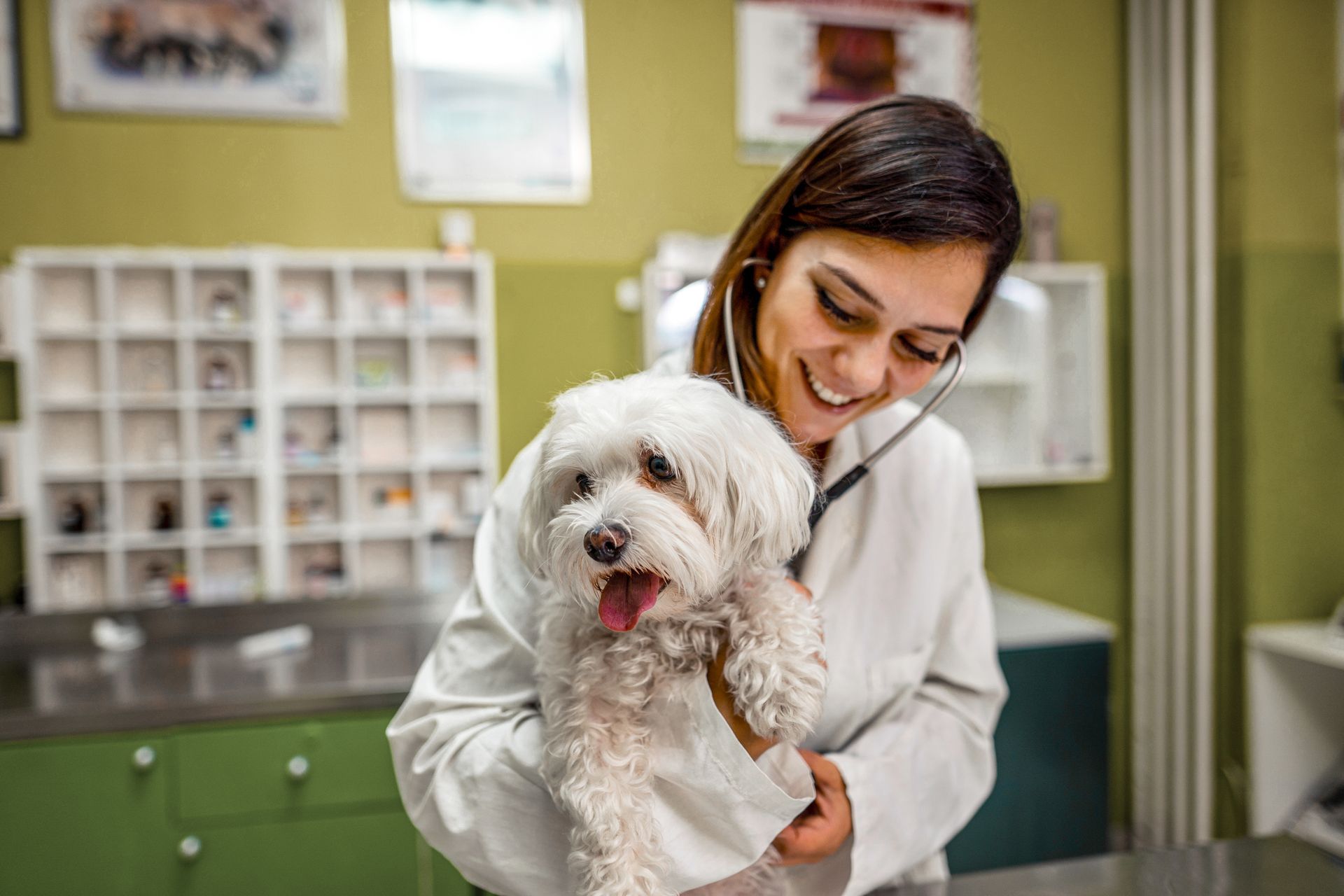 A female veterinarian is examining a small white dog with a stethoscope.
