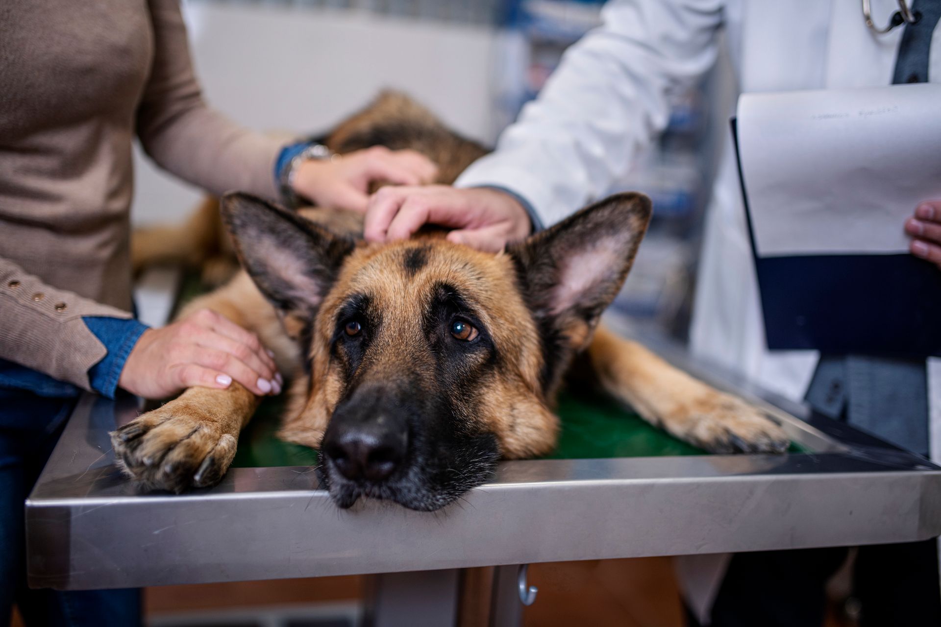 A veterinarian is examining a white dog with a magnifying glass.