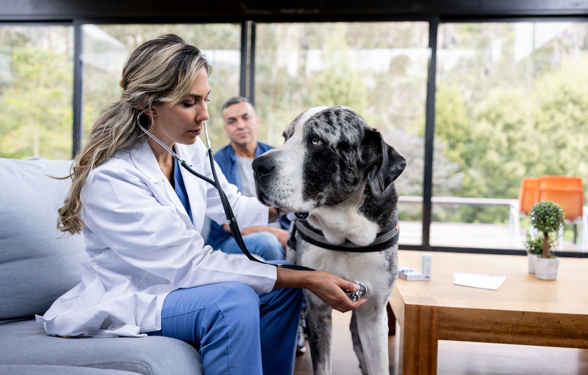 A female veterinarian is examining a dog with a stethoscope in a living room.